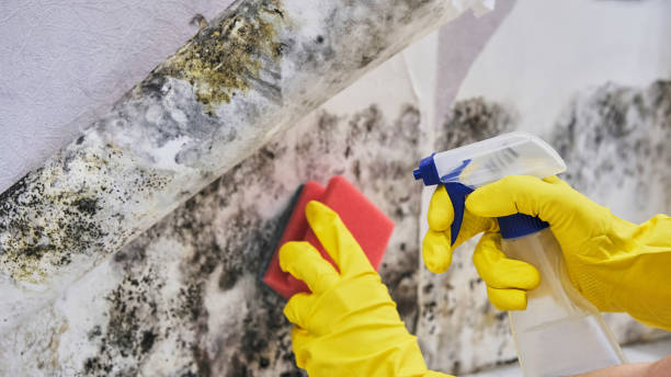 Professional Mold Inspection, Removal & Remediation in Zellwood, FL